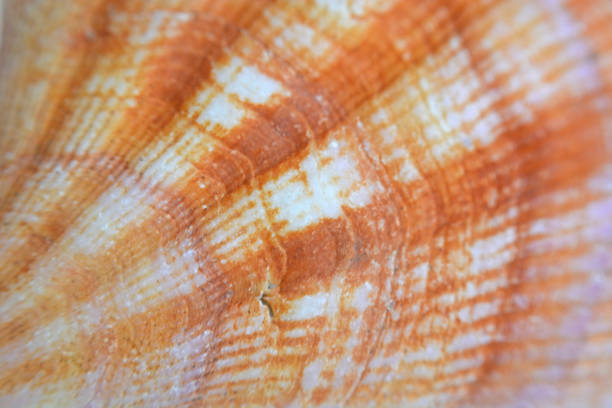 istock Texture, orange color seashell background, stripes, natural design 1285754683