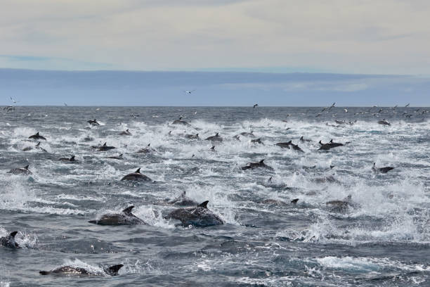 Pod of common dolphins in Algoa Bay, Port Elizabeth stock photo