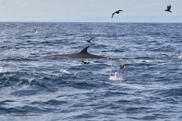 istock Bryde's whale at Algoa Bay 1285755385
