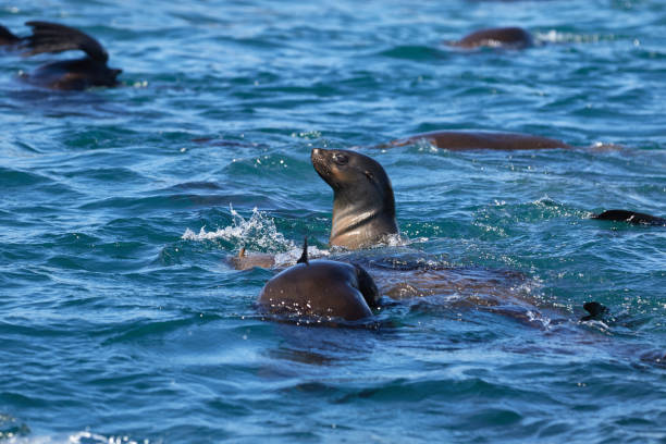 istock Swimming cape fur seals at Algoa Bay 1285755387