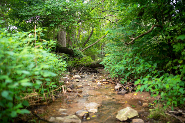 istock Idyllic woodland stream surrounded by lush foliage selective focus on background with copy space. 1285756363