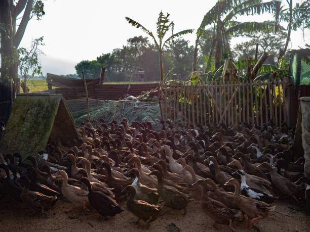 istock Survivor Ducks, The Aftermath Of Typhoon Ulysses (Vamco), Bulacan, Philippines 1285758801