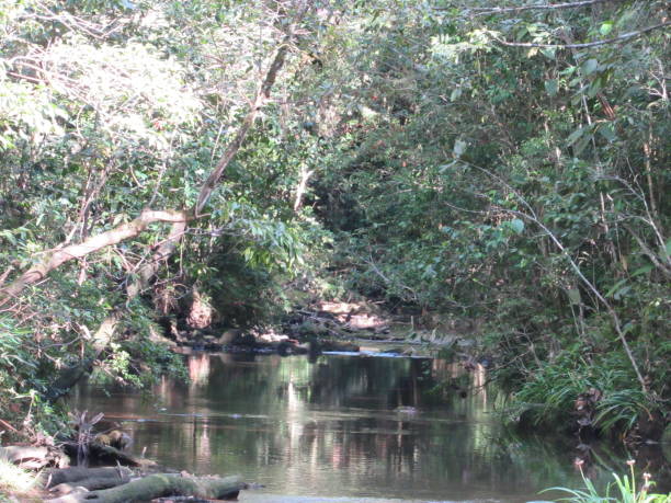 istock Course of water in the Atlantic Forest 1285758820