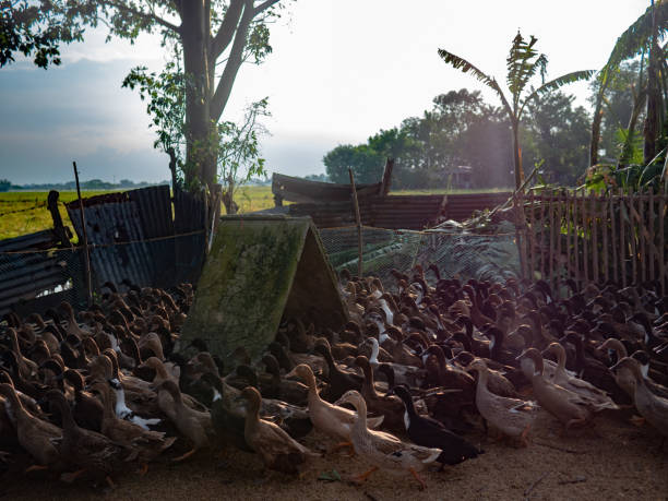 istock Survivor Ducks, The Aftermath Of Typhoon Ulysses (Vamco), Bulacan, Philippines 1285758821