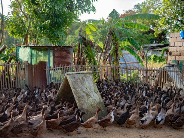 istock Survivor Ducks, The Aftermath Of Typhoon Ulysses (Vamco), Bulacan, Philippines 1285758857