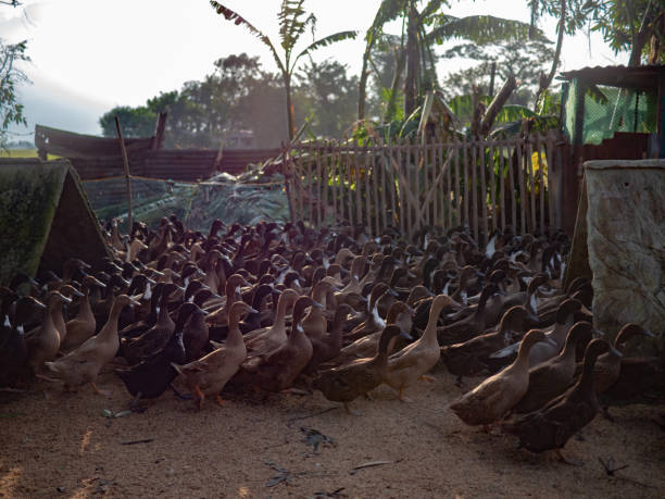 istock Survivor Ducks, The Aftermath Of Typhoon Ulysses (Vamco), Bulacan, Philippines 1285759438