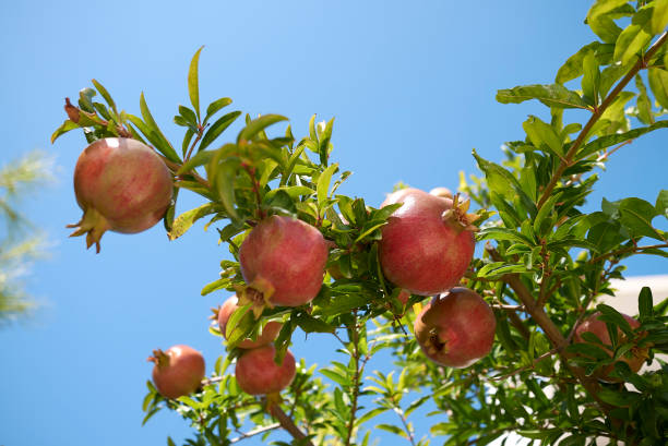 View of pomegranate on a branch tree