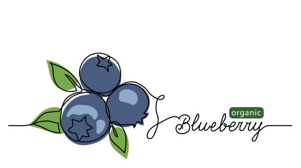 Blueberry vector illustration. One line drawing art illustration with lettering organic blueberry Blueberry vector illustration. One line drawing art illustration with lettering organic blueberry. bilberry fruit stock illustrations