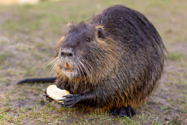 Nutria, Myocastor coypus or river rat the wild near the river Nutria, Myocastor coypus or river rat the wild near the river. ondatra zibethicus stock pictures, royalty-free photos & images