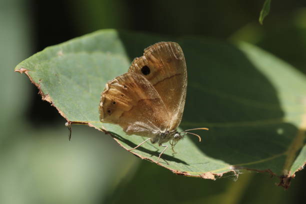 istock Coenonympha saadi butterfly on green leaf in nature environment 1285763059
