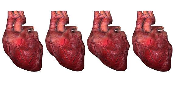 Human heart beat stages can be turned in to a gif animation