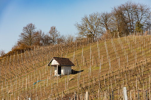 Hillside with vineyards and grapevines in spring with sunlight and clear skies