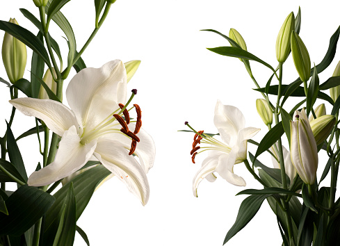 Beautiful lily flowers near white wall, space for text