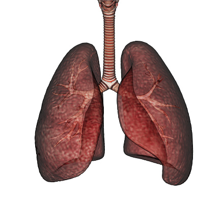 Lungs in the white background, Medical concept, 3d rendering. Digital drawing.