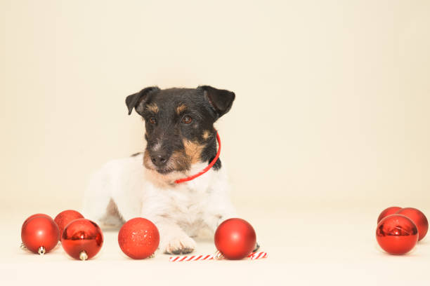 istock little cute Jack Russell Terrier Christmas dog 1285765126