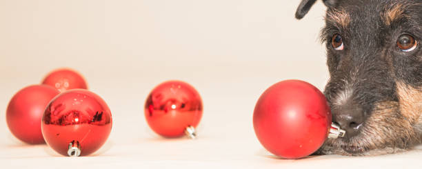 istock little cute Jack Russell Terrier Christmas dog 1285765167