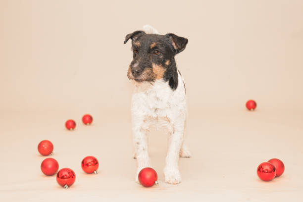 istock little cute Jack Russell Terrier Christmas dog 1285765194