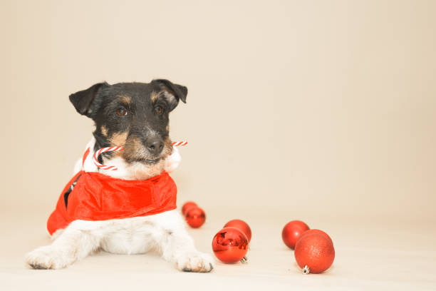 istock little cute Jack Russell Terrier Christmas dog 1285765226