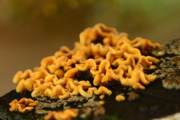 istock Small Stereum on dead wood. 1285765341