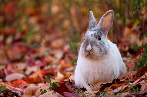 White and grey rabbit sitting over autumn leaves and looking at camera.