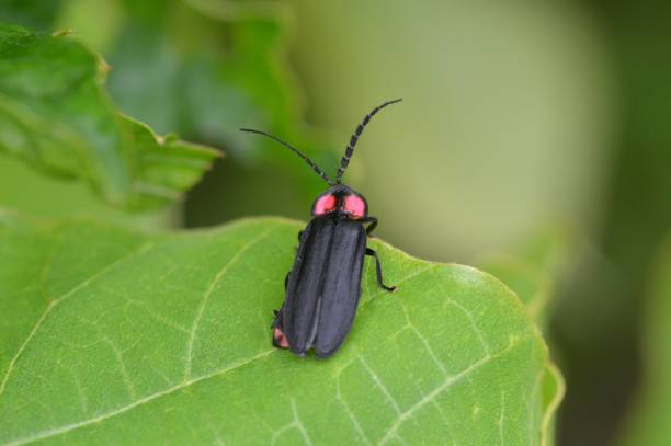 istock Lucidina biplagiata 1285768874