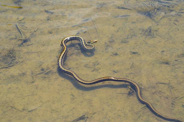 istock Striped snake in paddy field 1285769358