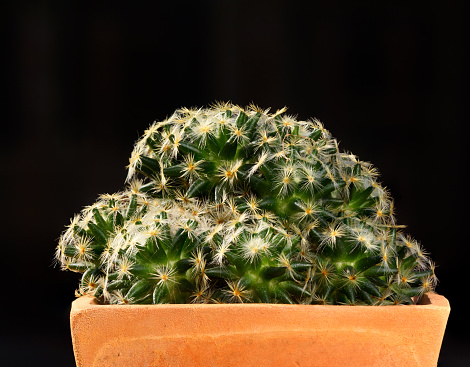 Beautiful Mammillaria spinosissima cactus in the pot on black background