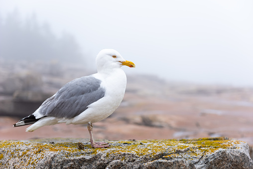 Herring gull at Schoodic Point in the Acadia National Park, Maine, United-States.