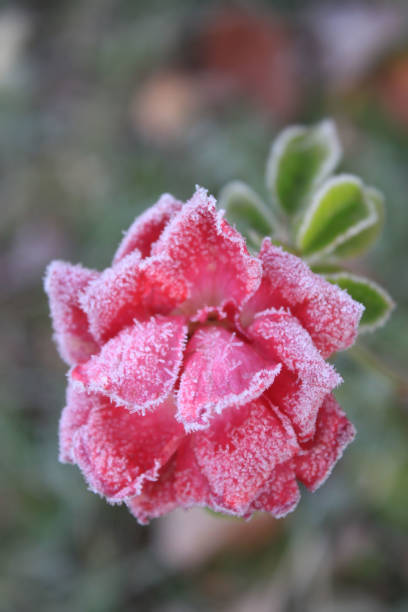istock Frosted rose flower in winter 1285773676