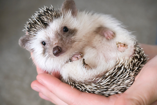 African pygmy hedgehog lies in the hands of a person. High quality photo
