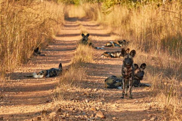 A pack of African wild dogs in Kafue National Park stock photo