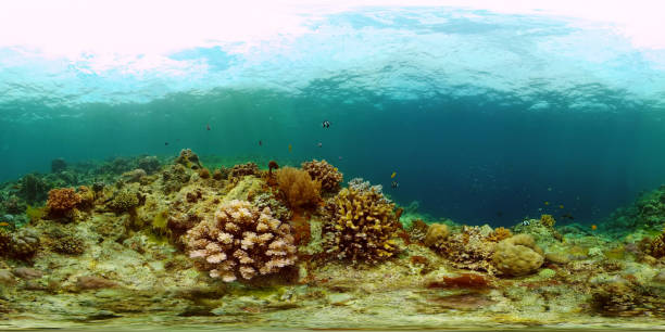 istock Coral reef and tropical fish. Philippines. 360-Degree view 1285774171