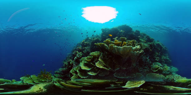 istock Coral reef and tropical fish. Philippines. Virtual Reality 360 1285774380