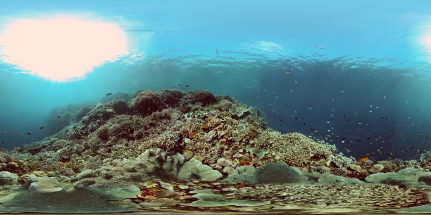 istock Coral reef and tropical fish. Philippines. 360-Degree view 1285776777