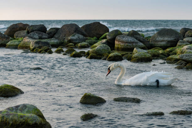 A swan is floating in the Baltic waters at dusk, Baltic coast, Kaliningrad region, Russia