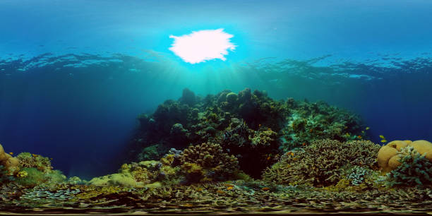 istock Coral reef and tropical fish underwater. Philippines. Virtual Reality 360 1285777857