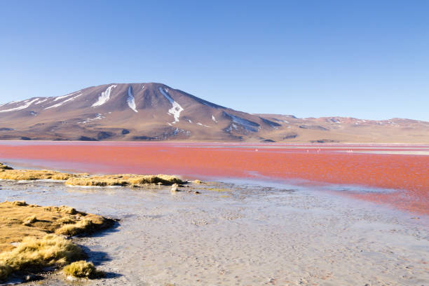 istock Laguna Colorada view, Bolivia 1285777862