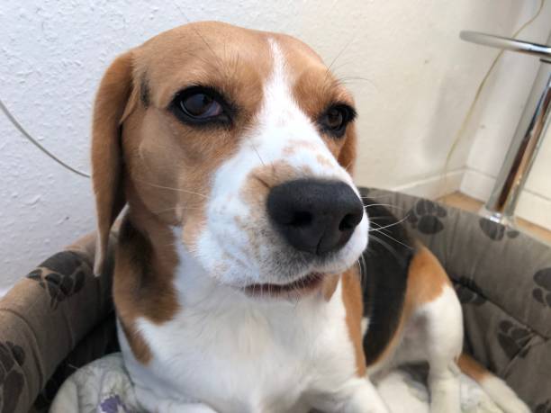 istock Sweet beagle with a faithful look 1285778093