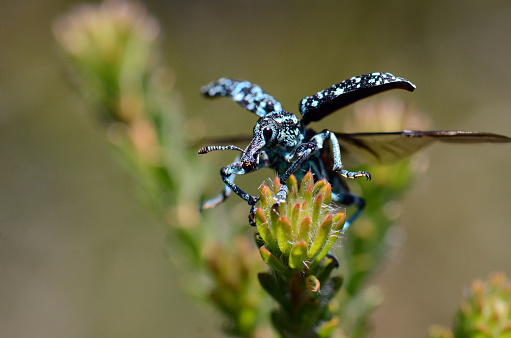 Close up of an Australian native blue and black Botany Bay Weevil, Chrysolopus spectabilis, taking flight, Sydney, Australia. Also known as the Diamond Weevil. First insect described from Australia