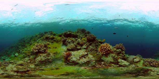 istock Coral reef and tropical fish underwater. Philippines. 360-Degree view 1285778157