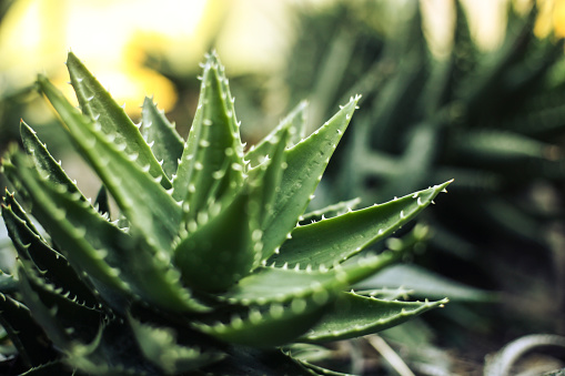 Aloe Vera Plant Pictures | Download Free Images on Unsplash