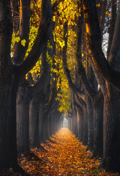 istock Lucca, autumn foliage in tree lined walkway. Tuscany, Italy. 1285778755