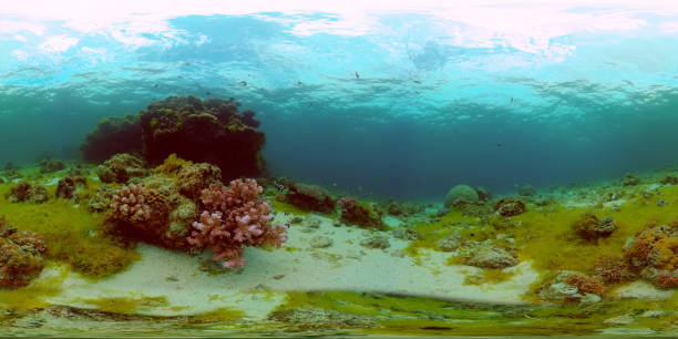 istock Coral reef and tropical fish. Philippines. Virtual Reality 360 1285778811