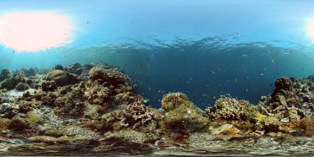 istock Coral reef with fish underwater. Philippines. Virtual Reality 360 1285780192