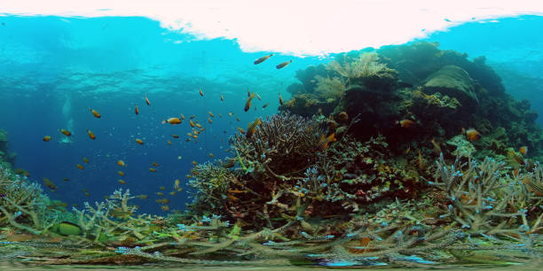 istock Coral reef and tropical fish. Philippines. 360-Degree view 1285780419