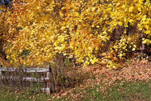 A wall of trees in yellow autumn foliage