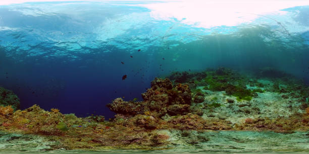 istock Coral reef and tropical fish. Philippines. 360-Degree view 1285780791