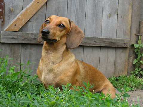 Dog breed Dachshund red color at a wooden fence on a Sunny summer day on the street