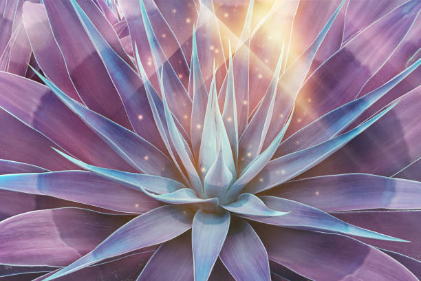 istock Toned floral pattern agave with magical glow and bokeh 1285781813