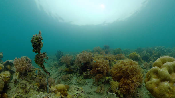 istock Coral reef and tropical fish. Philippines 1285782625